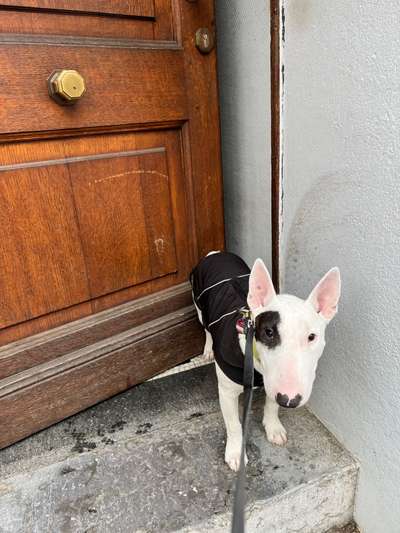 Miniatur Bullterrier-Beitrag-Bild