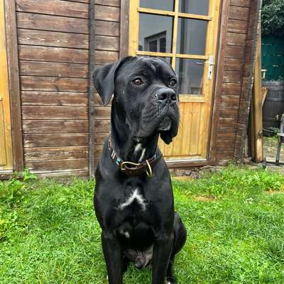 Hundetreffen-Spazieren und Socializing-Bild