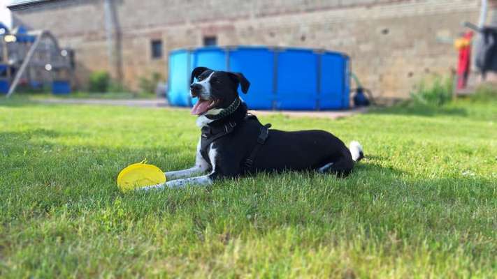 Hundetreffen-Sozial Walks: Menschen-  und Hundekontakt üben-Bild