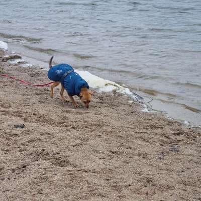 Hundetreffen-Gassi/Wander- und Lernkumpel gesucht-Bild