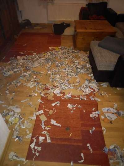 Chaos in der Bude-Beitrag-Bild