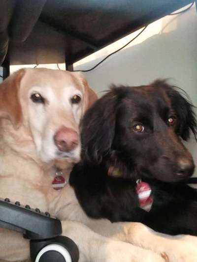 BIG LOVE :) mit 2 Hunden❣️-Beitrag-Bild