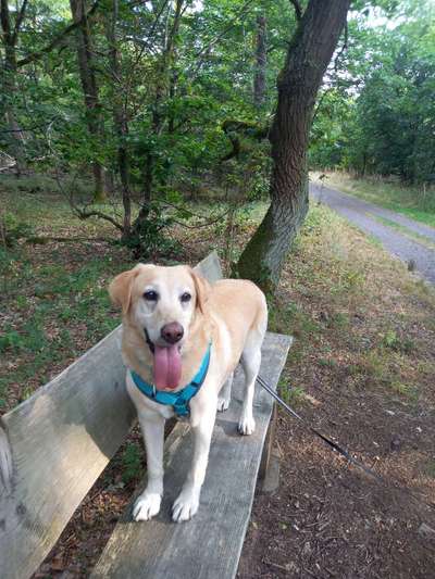 TierschutzhundeStammtisch🐕-Beitrag-Bild