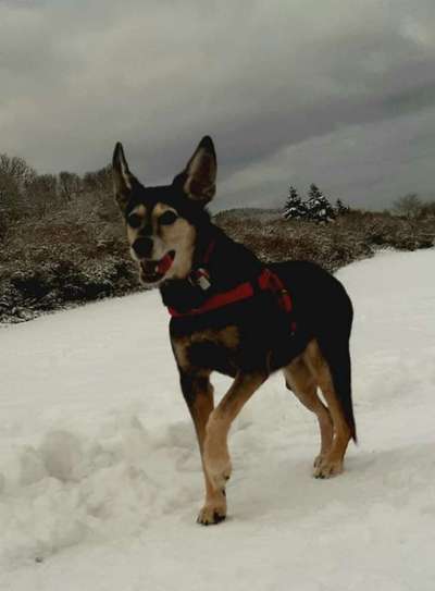 Unsere Fellnasen im Regenbogenland-Beitrag-Bild