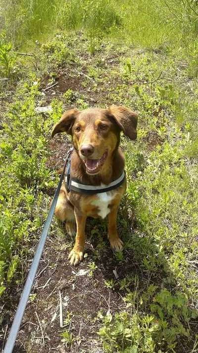 Mischlinge raten - Rätselspaß-Beitrag-Bild