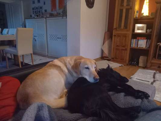 Dogorama Photo Challenge - Gegensätze-Beitrag-Bild