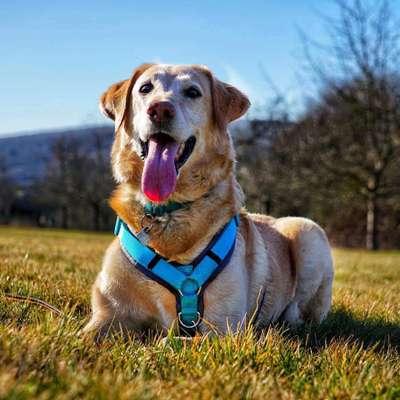 Labradorfans-Beitrag-Bild