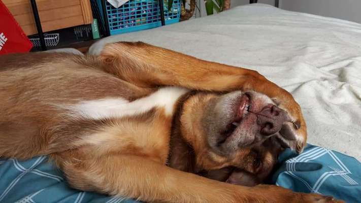 4. Lustiger Schlafplatz-Beitrag-Bild