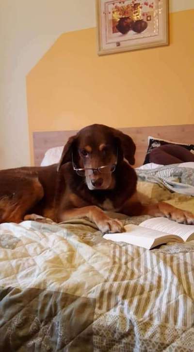 Unsere Fellnasen im Regenbogenland-Beitrag-Bild