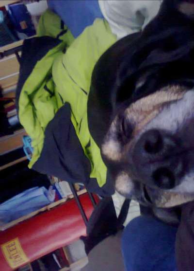 Zeigt mir die tollste Nahaufnahme von eurer Fellnase-Beitrag-Bild