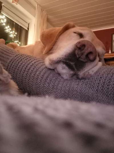 Zeigt mir die tollste Nahaufnahme von eurer Fellnase-Beitrag-Bild