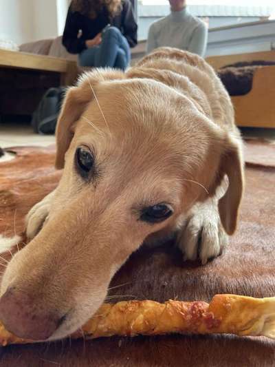 Zeigt mir die tollste Nahaufnahme von eurer Fellnase-Beitrag-Bild