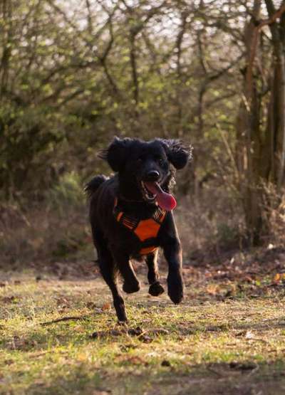 Fotochallenge Nr.89 - Charakter und Wesen-Beitrag-Bild