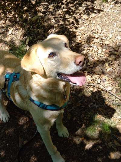 Auslandstierschutz-Beitrag-Bild