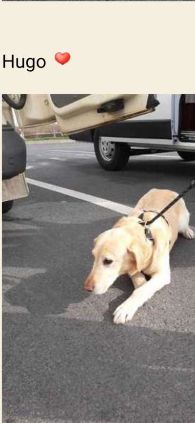 TierschutzhundeStammtisch🐕-Beitrag-Bild