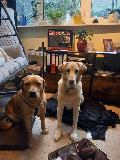 Mischlinge raten - Rätselspaß-Beitrag-Bild