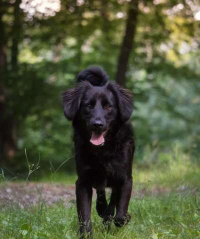 Mischlingshunde Foto Aufruf-Beitrag-Bild
