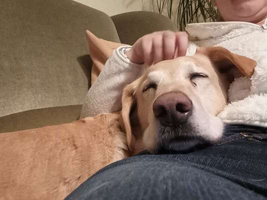 Labradorfans-Beitrag-Bild