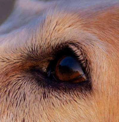 150. Foto Challaenge:  Die Augen, der Spiegel der Seele-Beitrag-Bild