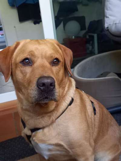 Mischlinge raten - Rätselspaß-Beitrag-Bild