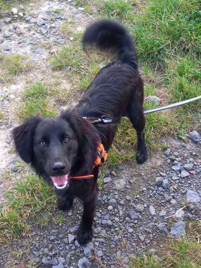 Auslandstierschutz-Beitrag-Bild