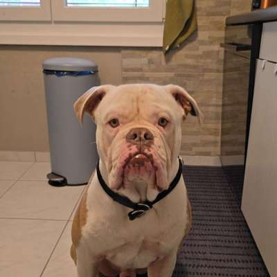 Hundetreffen-Spielen und Gassi gehen-Bild