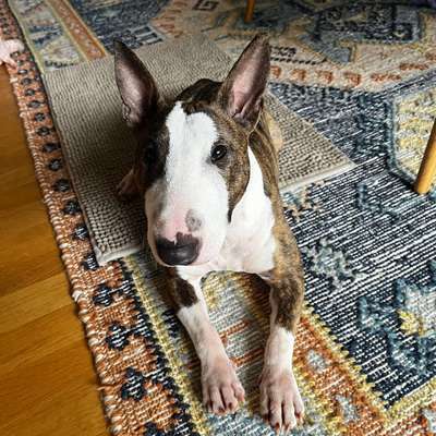 Hundetreffen-Hundefreunde finden-Bild