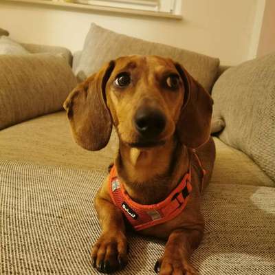 Hundetreffen-Charly sucht einen Spielkameraden-Bild