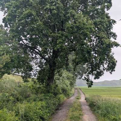 Giftköder-Eichenprozessionsspinner an Eiche links-Bild