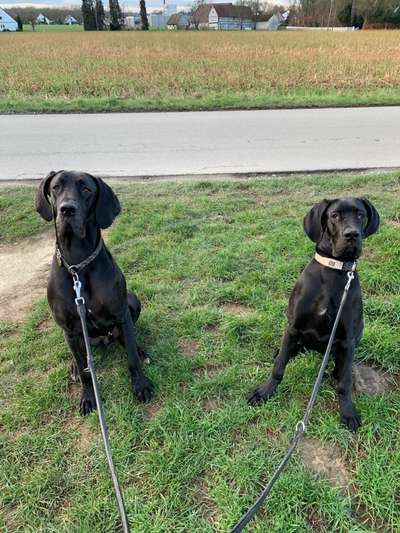 Deutsche Doggen Besitzer zeigt euch-Beitrag-Bild