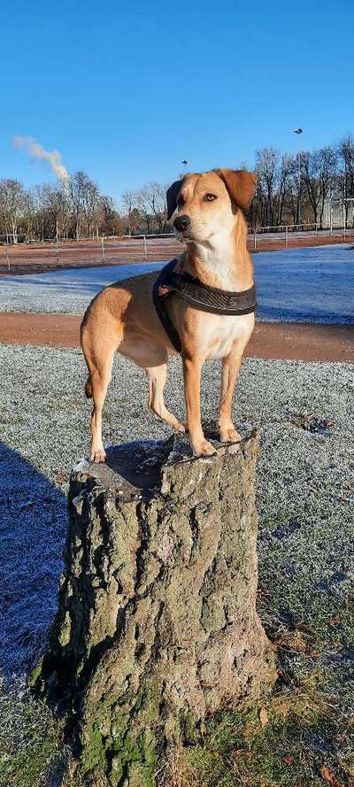 Auslandstierschutz-Beitrag-Bild