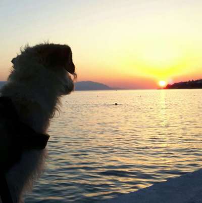 Die Dogorama Wochen Challenge: “Dein Hund im Urlaub”-Beitrag-Bild