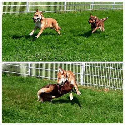 Hunde in Action-Beitrag-Bild