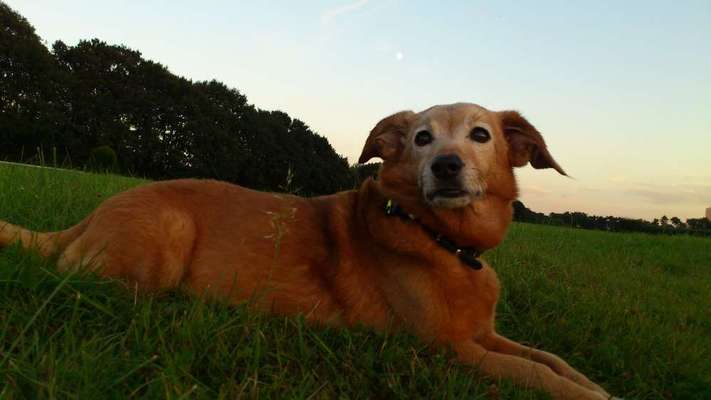 Fotochallenge Nr. 56 - geliebte Senioren-Beitrag-Bild