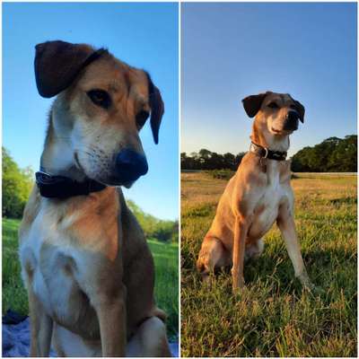 Hunde aus Griechenland-Beitrag-Bild