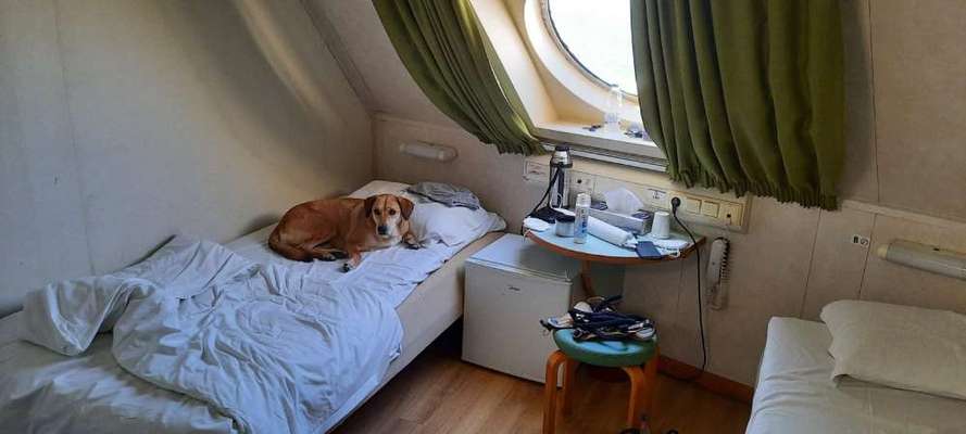 Dogorama Foto Challenge - Erwischt-Beitrag-Bild