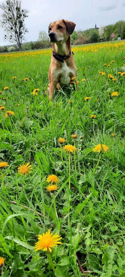 Auslandstierschutz-Beitrag-Bild