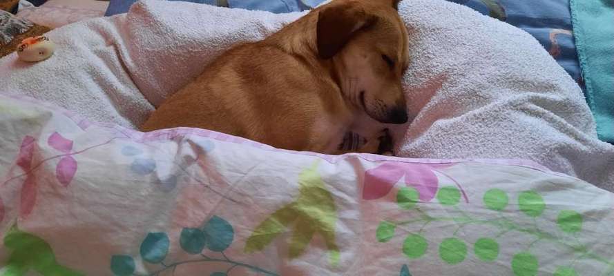 Gemeinsames Kuscheln im Bett!-Beitrag-Bild