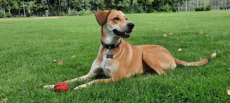 Mischlingshunde Foto Aufruf-Beitrag-Bild