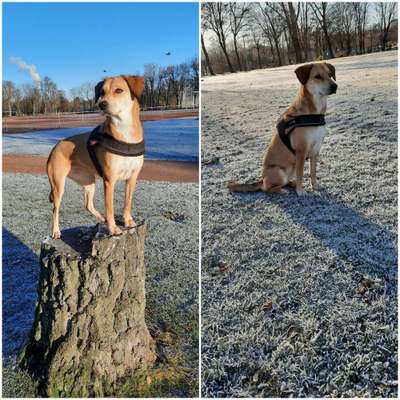 Hunde aus Griechenland-Beitrag-Bild