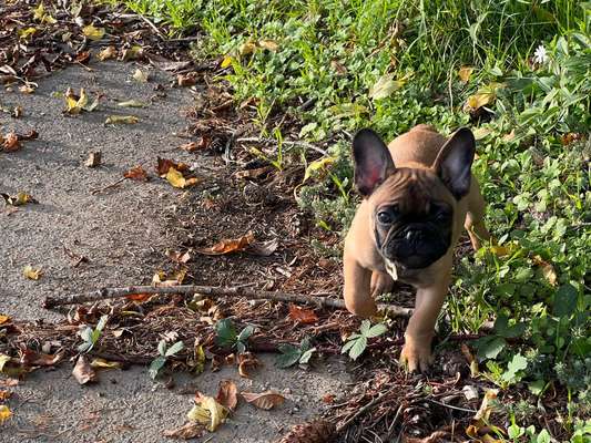 Französische Bulldoggen-Beitrag-Bild