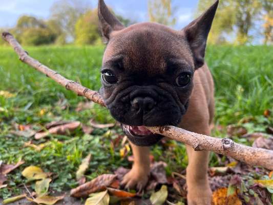 Französische Bulldoggen-Beitrag-Bild