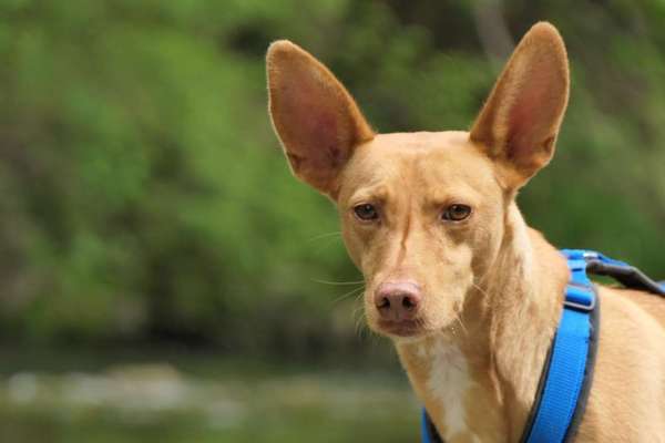 Podenco/Mischlinge hier? :-)-Beitrag-Bild