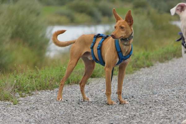 Windhunde - Treffen der besonderen Schönheiten
HERZLICH WILLKOMMEN-Beitrag-Bild