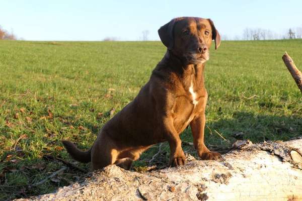 Mischlingshunde Foto Aufruf-Beitrag-Bild