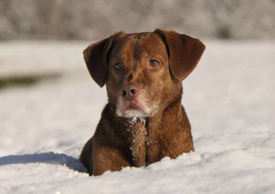 Mischlingshunde Foto Aufruf-Beitrag-Bild