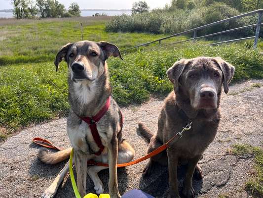 Hundetreffen-Souveräne Hunde Treffen-Bild