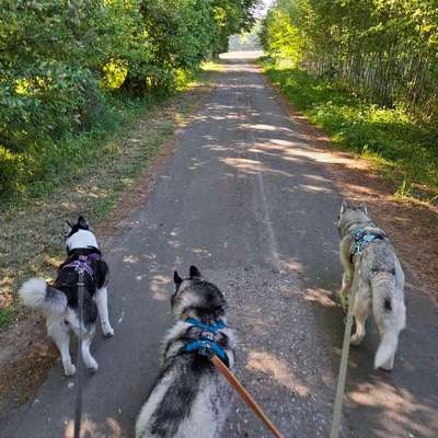 Hundetreffen-Einfach nur zusammen Gassi gehen-Bild