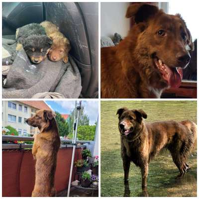 TierschutzhundeStammtisch🐕-Beitrag-Bild