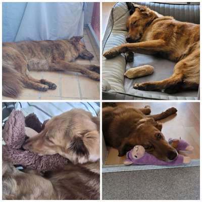 42. Collage Challenge - Ruheplatz-Beitrag-Bild